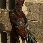 ديك باكستاني