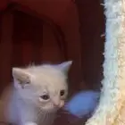 قطط كيتن