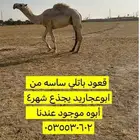 القعود الطيب الي بيضرب البل الساس الطيب
