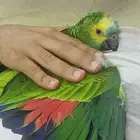 ببغاء امزوني بلوفرنتد تم البيع