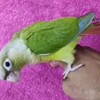 كنيور اليف هدد مناسب للصغار والكبار