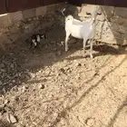 عنز رباع تم البيع