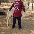 خروف اضحيه رباع