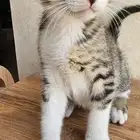 قط صغير للتبني