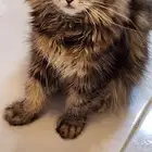 قطة شيرازي للتبني