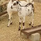 عدد 2 تيوس بلدي للبيع شي نظيف