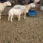 غنم حريات مطافيل