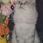 قطه أنثى شيرازي للبيع