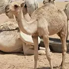 قعدان قصب برية