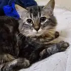 صبيا