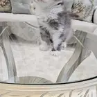 قطط كيتين للبيع