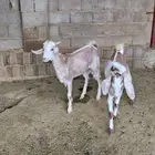تيوس للبيع