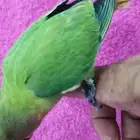 روز اليف هدد