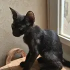 قط اسود للتبني