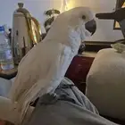 كوكاتو امبريلا ببغاء