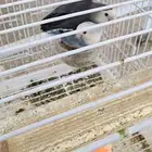 جوز روز معه فرخين