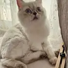 قط همالايا وبيكي فيس