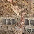 دجاج بكستاني توي مطلعه من ارقاد للبيع