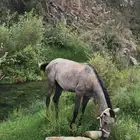 حصان شعبي ب2000ريال