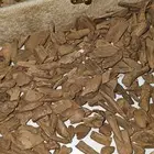 عود مروكي اصقون الثمن 550 ريال