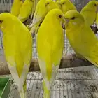 للبيع 12 زوج حب