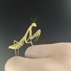 Miomantis paykullii   Egyptian pygmy mantis