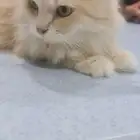 قطط للتبني