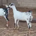 جفار بيشيات مرخ بابوريات ( تم البيع )