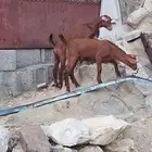 تيوس دهم تم البيع