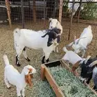 ماشاء الله فحل بيشي حار جامع