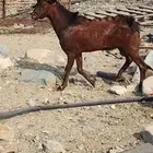 تيس ثني ذبيحه