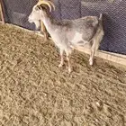 ماشاء الله عنز هجين وعل دافع شرط