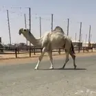 فحل باتلي