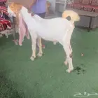 تيس حجازي هولندي من النوادر خصم فاخر