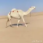 للبيع القحه الكفو مشروطه