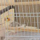 طائر كراوان للبيع
