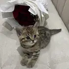 قطه بنقاليه صغيره للبيع