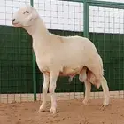مشروع فحل صنف