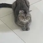 قطوه سكوتش فولد للبيع