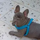 كلب فرنش بولدوق