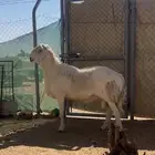 فحل حري صنف جرم طيب