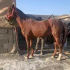 حصان عربي اصيل