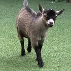 ماعز قزم نوع فاخر للبيع