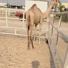 للبيع فطيمه نوعيه VIP