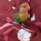روز