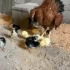 دجاجه باكستاني فايت بفروخها