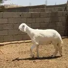 مشروع فحل صنف فاخر ( تم البيع )