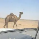 ناقه باكستانيه