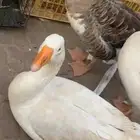 حيوانات