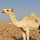 قعود باتلي على بعير بن دلمخ